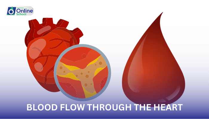 Lesson 03: Blood Flow Through the Heart